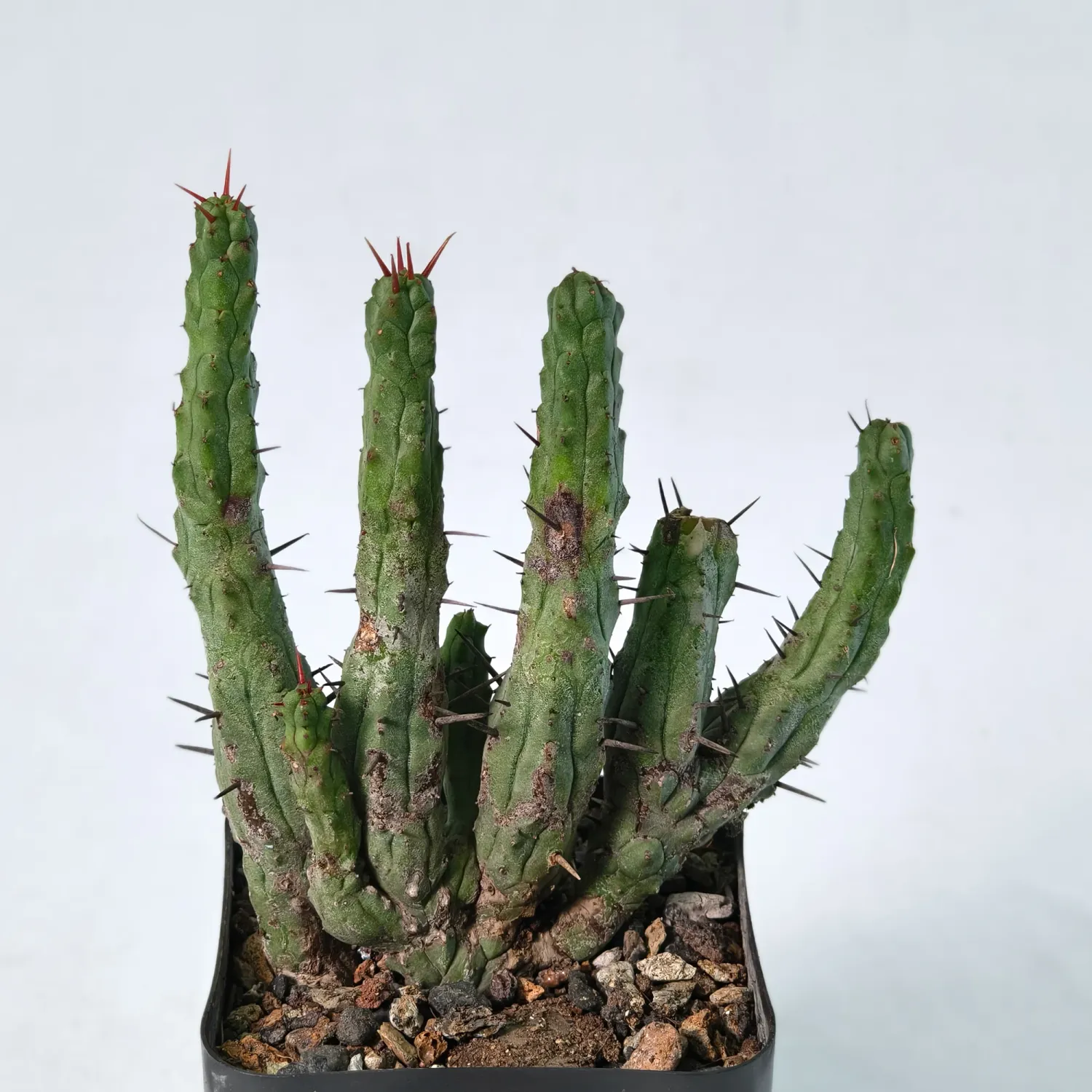 Euphorbia enopla monstrosa