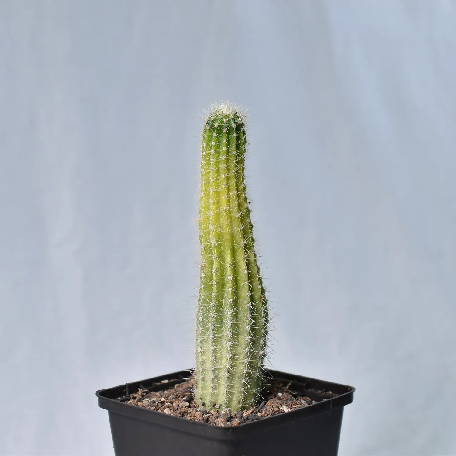 Echinopsis sp Variegated