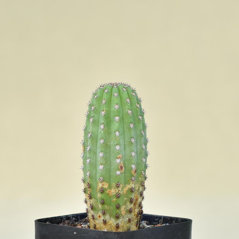 Hildewintera 'Rotenfels'  Bum 35 5