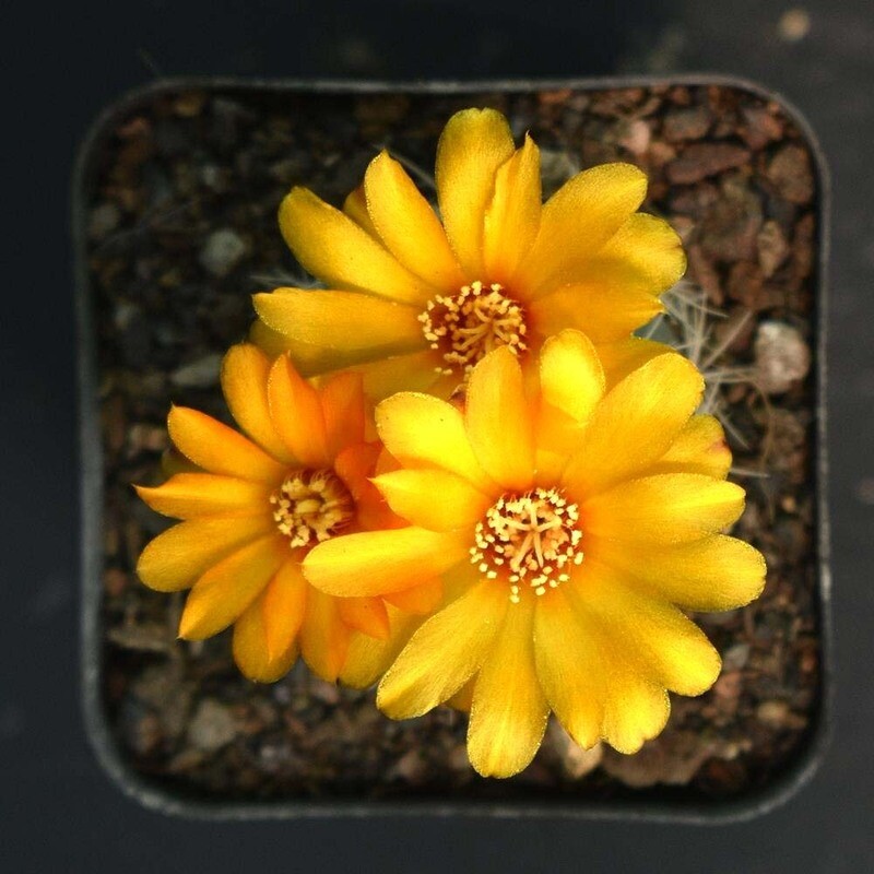 Weingartia Lanata (Rebutia neocumingii subs. lanata) Weingartia Lanata (Rebutia neocumingii subs. lanata) in bloom with multiple yellow flowers top-down view