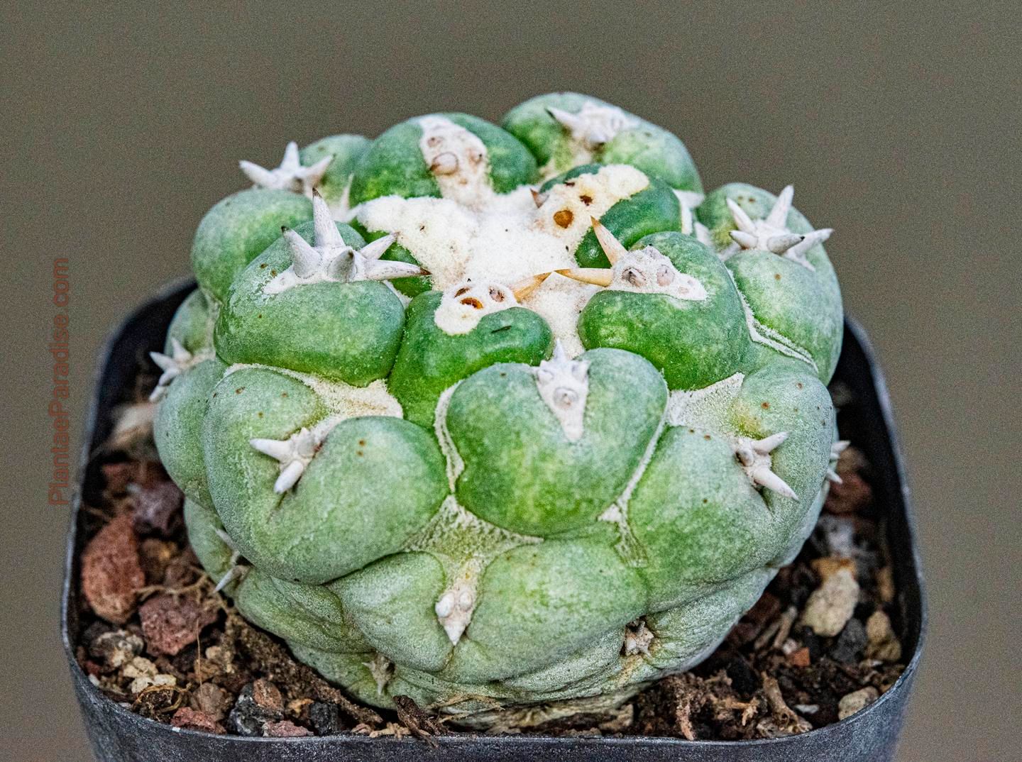 Coryphantha Elephantidens Cv. Tanshi Zougemaru A