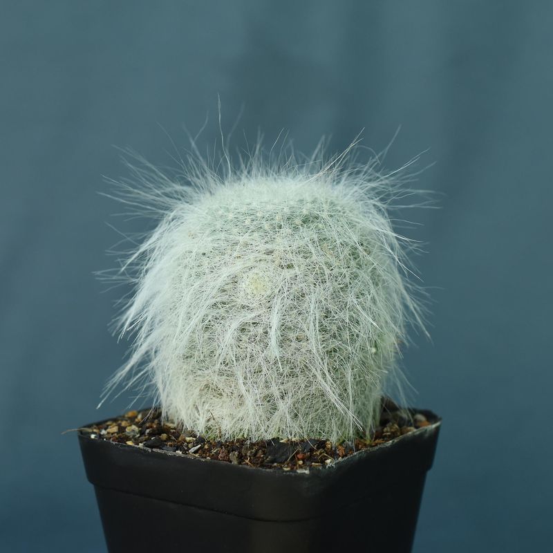 Mammillaria hahniana var. superba
