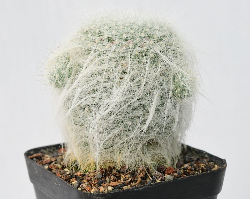 Mammillaria hahniana var. superba Mammillaria hahniana var. superba