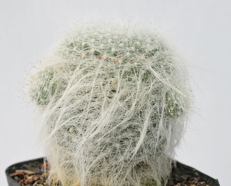 Mammillaria hahniana var. superba front view, different angle