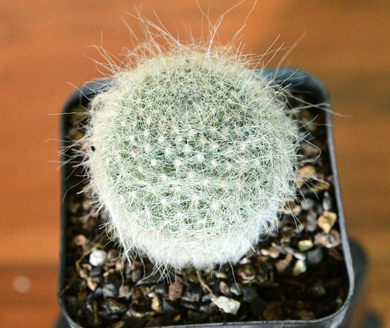 Mammillaria hahniana var. superba top-down view