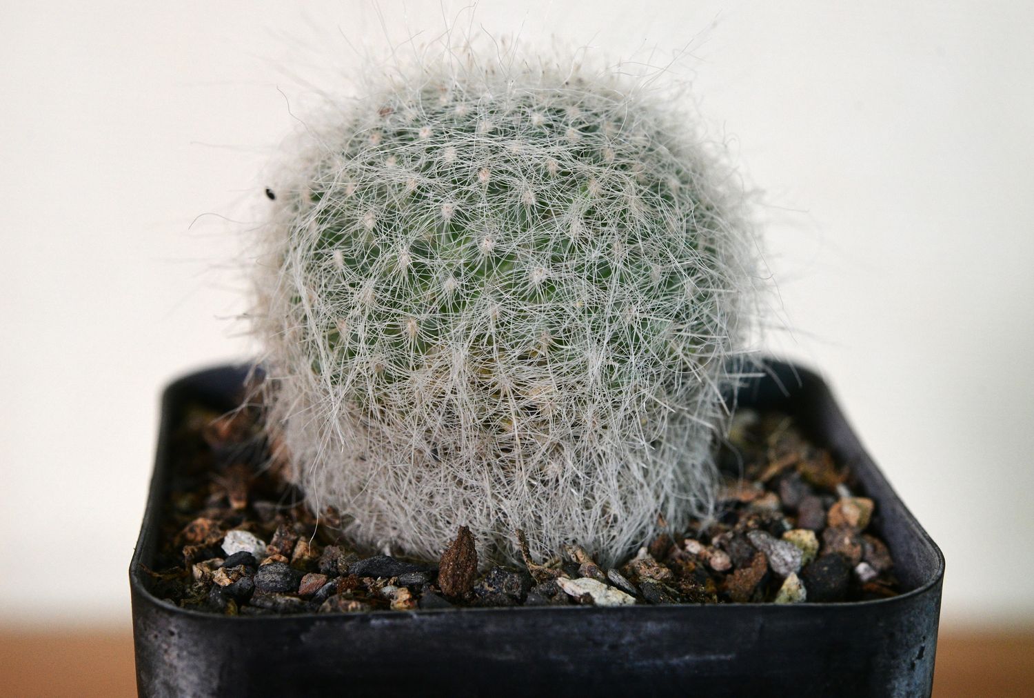 Mammillaria hahniana var. superba Mammillaria hahniana var. superba spherical cactus in pot