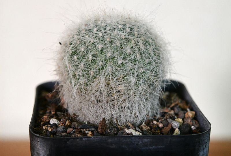 Mammillaria hahniana var. superba Mammillaria hahniana var. superba spherical cactus in pot