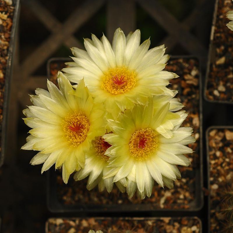 Notocactus roseoluteus in bloom with pale yellow flowers