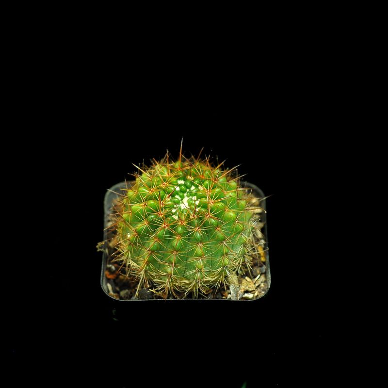 Notocactus roseoluteus top-down view with small white flowers