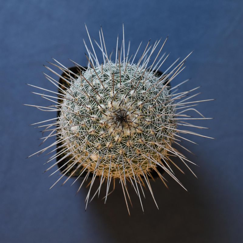 Mammillaria Lindsayi close-up spine cluster