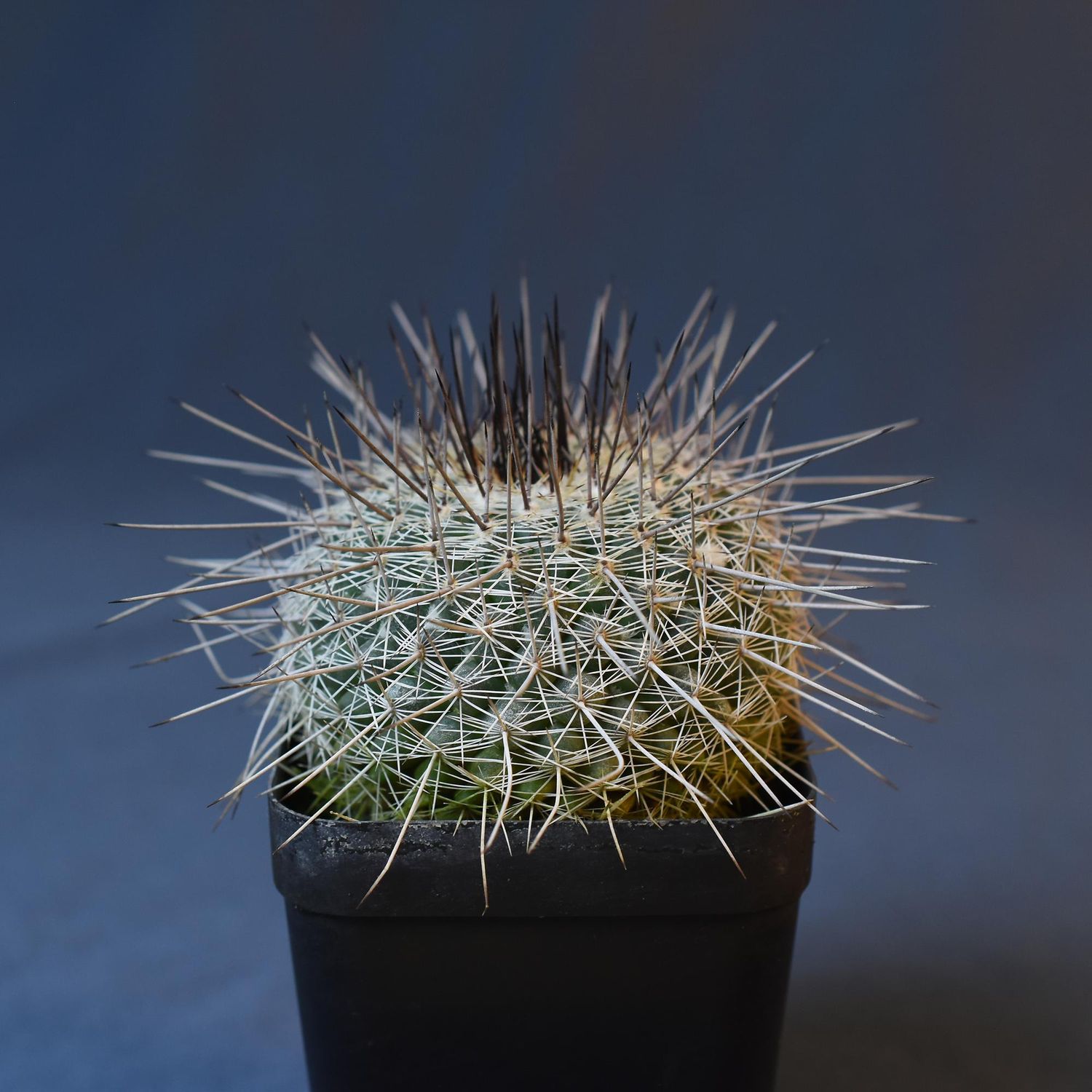 Shop Mammillaria Lindsayi (Standleyi) Today