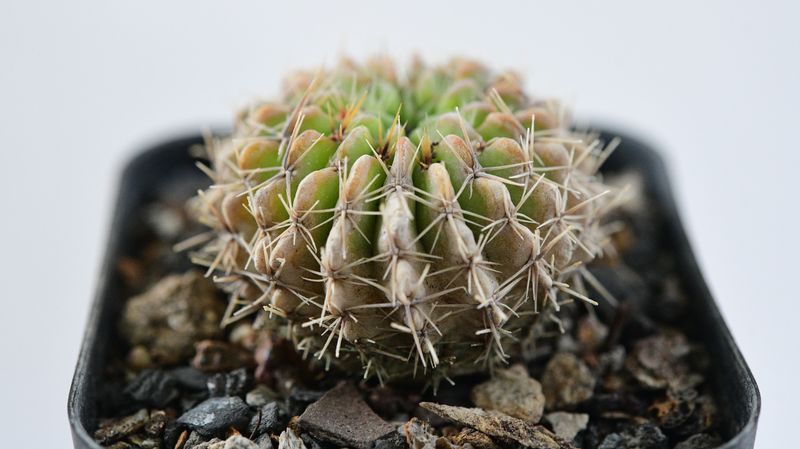 Notocactus buiningii