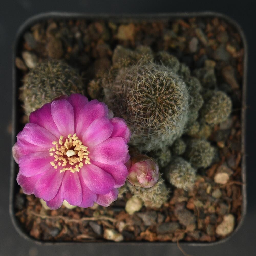 Rebutia hybrid-Flower