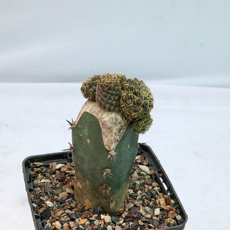 Rebutia hybrid