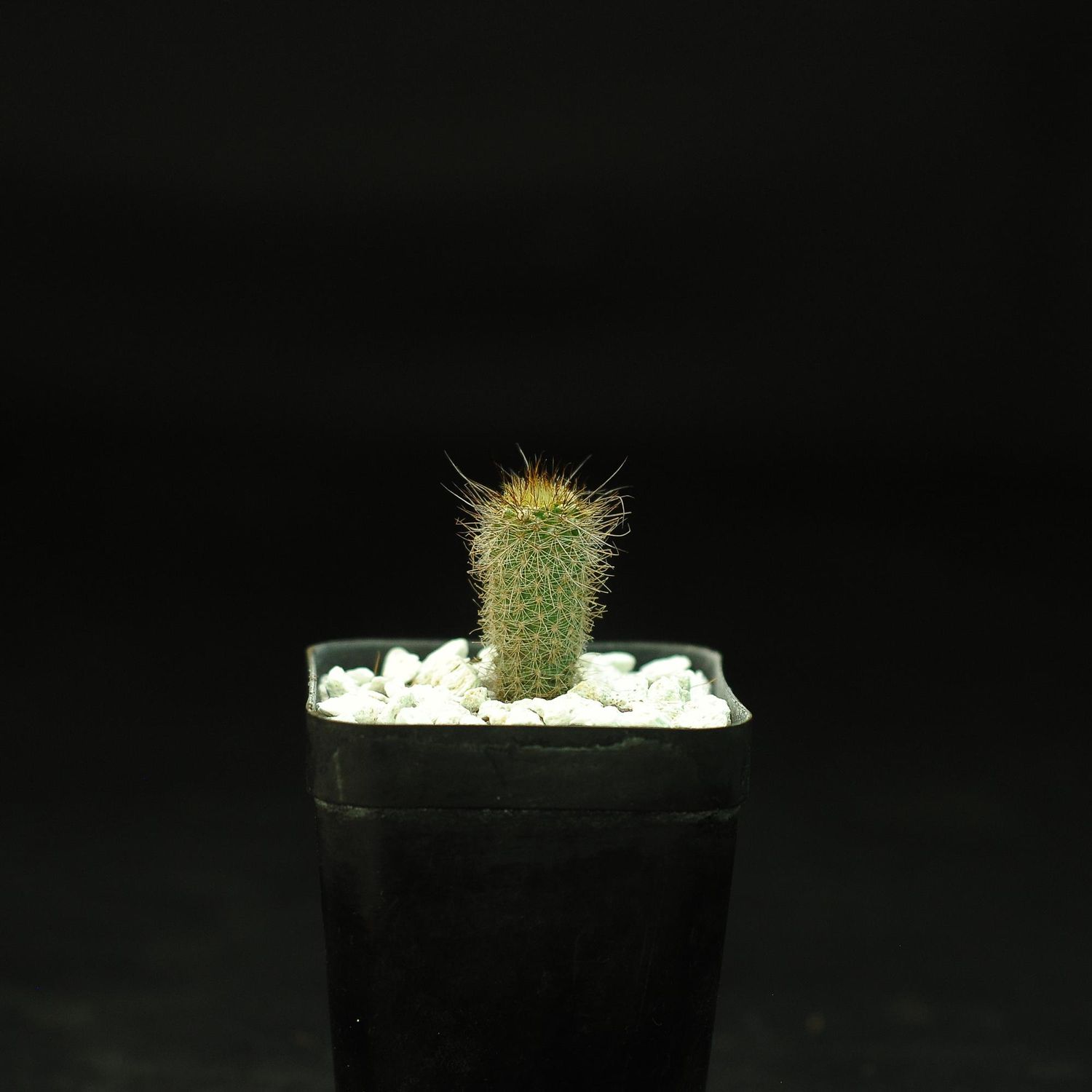 Frailea Gracillima