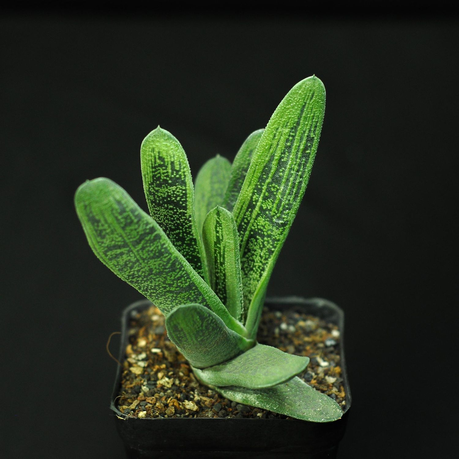 Gasteria Little Warty young specimen with broad leaves