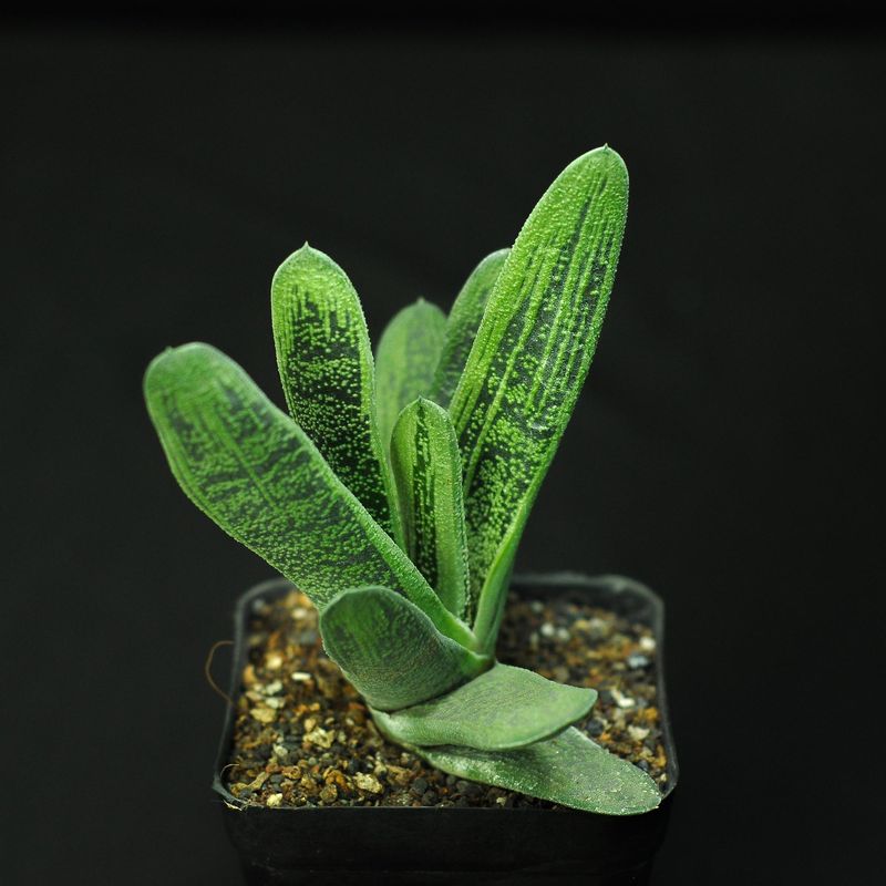 Gasteria Little Warty young specimen with broad leaves
