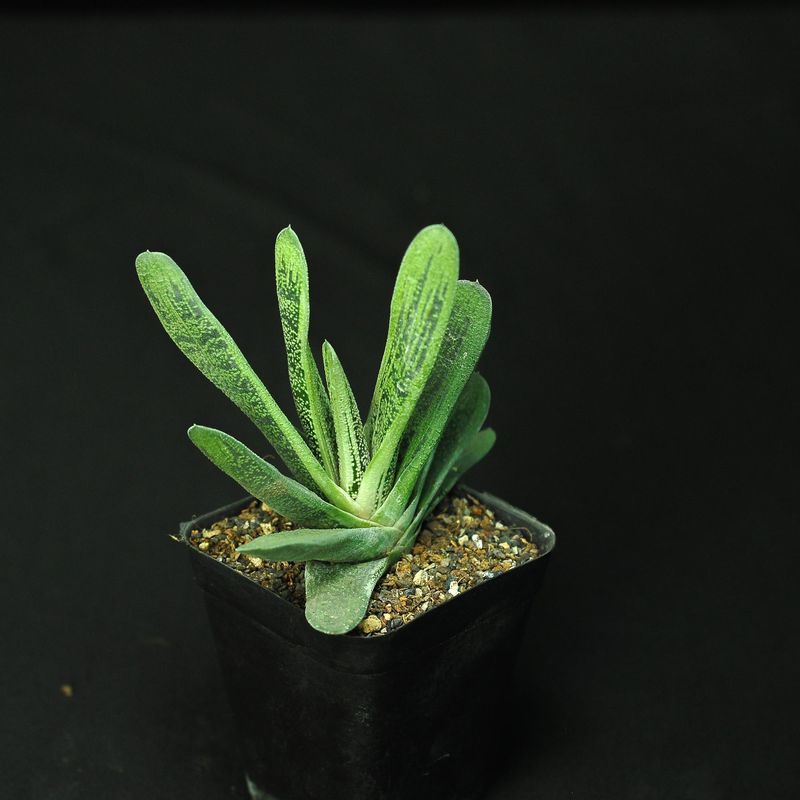 Gasteria Little Warty rosette view from above