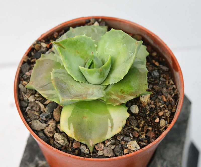 Agave isthemensis Ohi Raijin Fukurin Agave isthemensis Ohi Raijin Fukurin