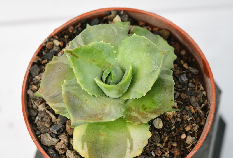 Agave isthemensis Ohi Raijin Fukurin
