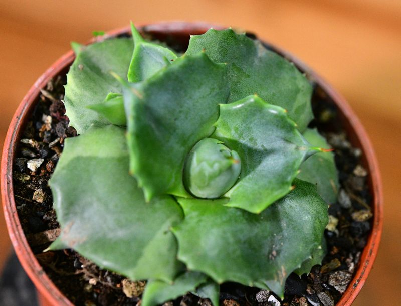 Agave isthemensis Ohi Raijin Fukurin close-up top-down view