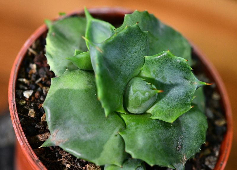 Agave isthemensis Ohi Raijin Fukurin angled side view