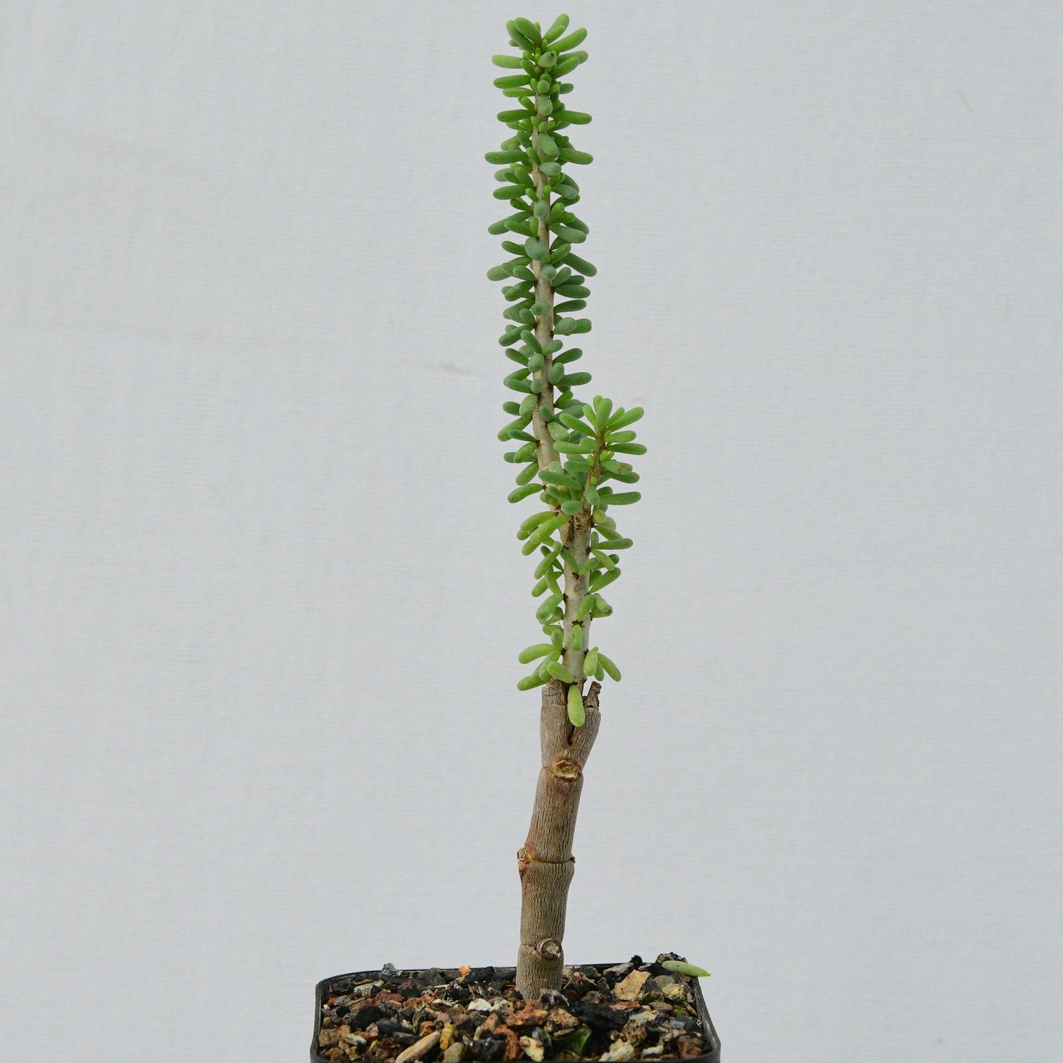 Ceraria namaquensis Ceraria namaquensis