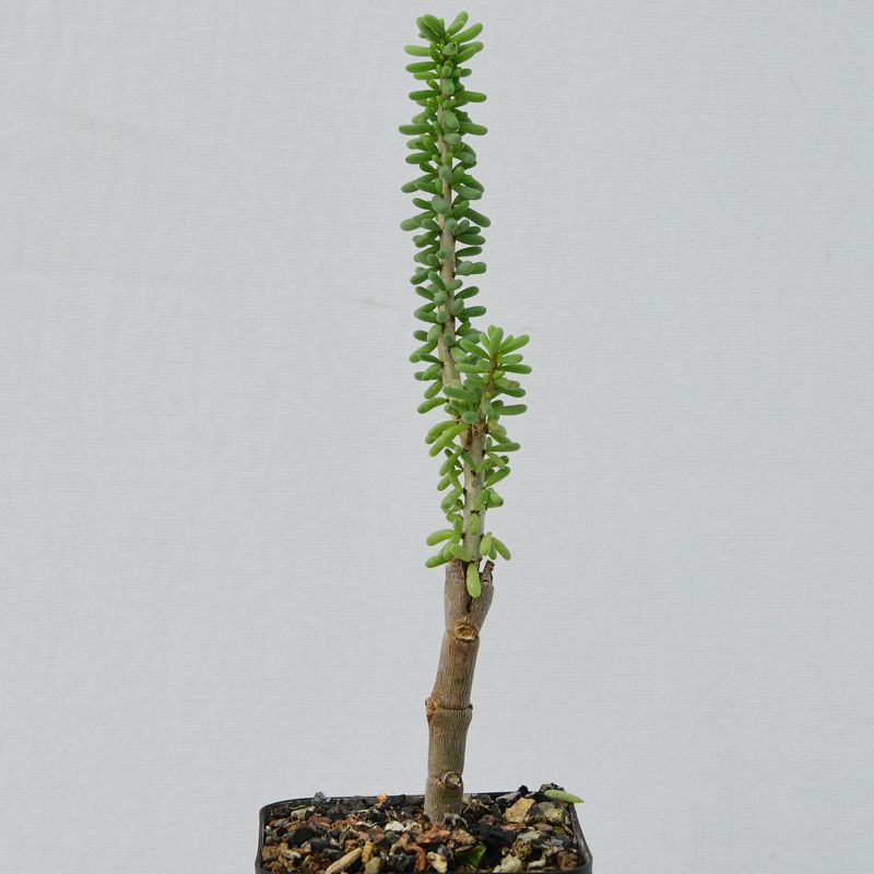 Ceraria namaquensis