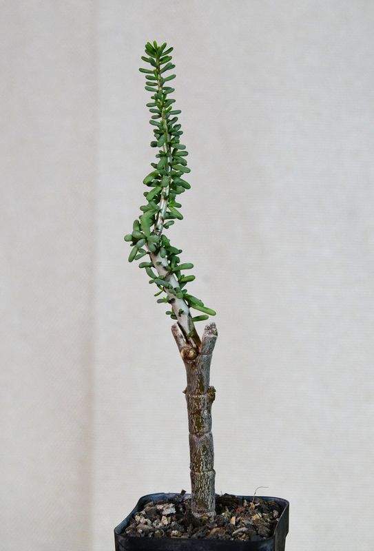 Ceraria namaquensis Ceraria namaquensis