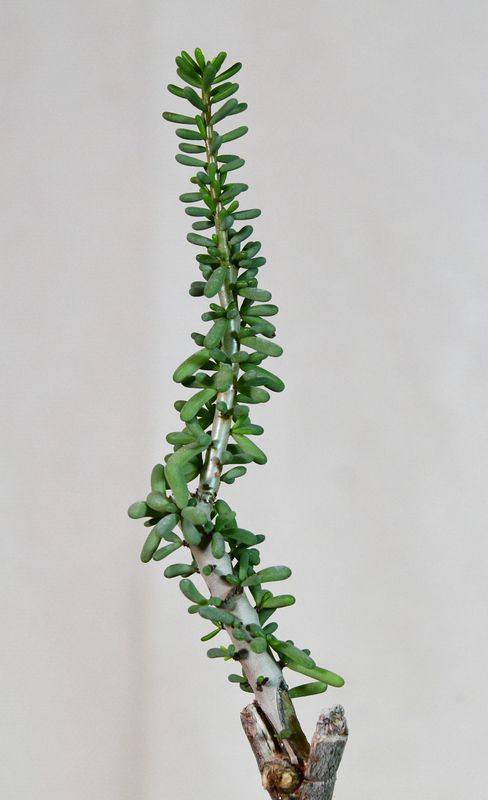 Ceraria namaquensis