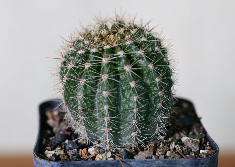 Echinopsis hybrid Ben Hur spherical form with green spines