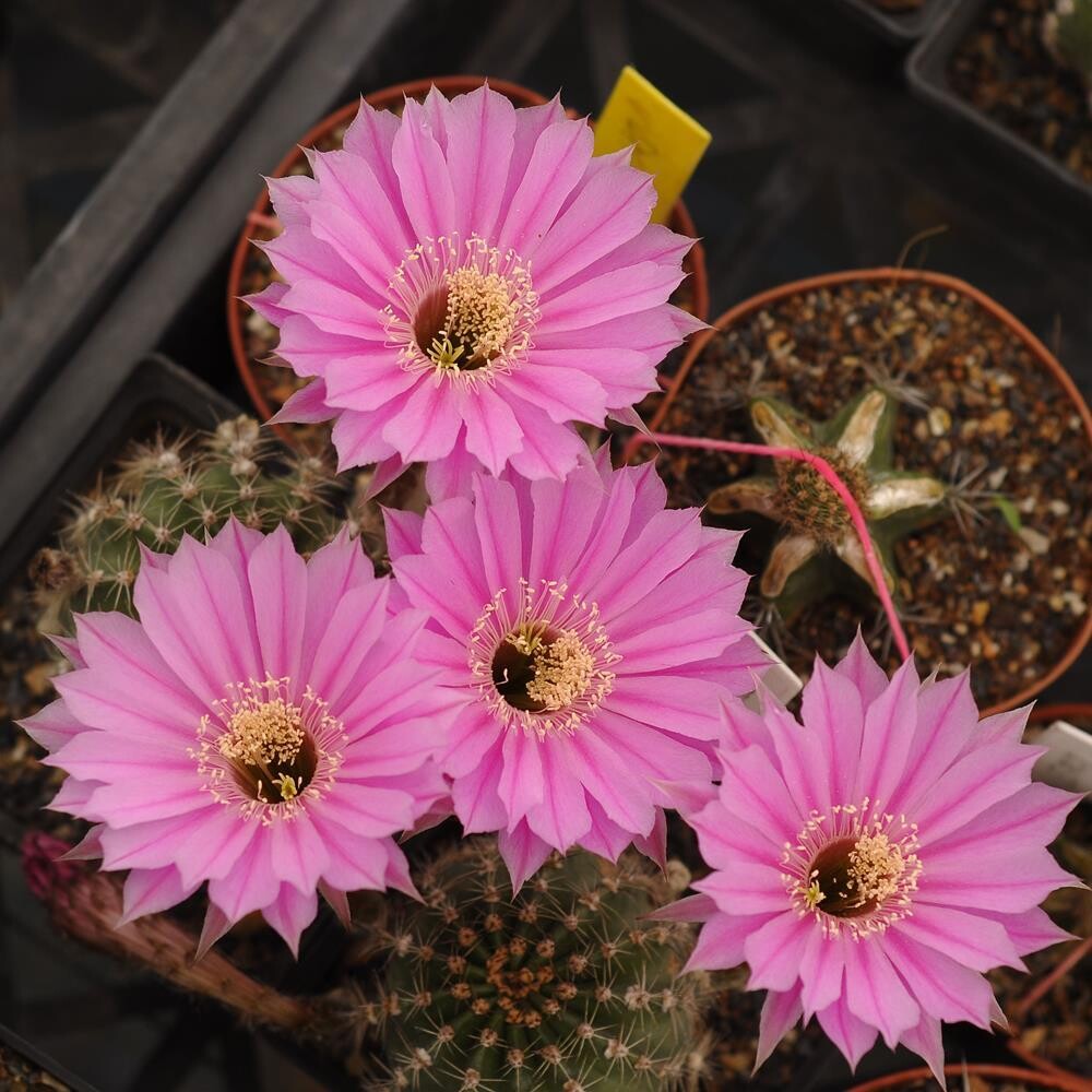 Echinopsis hybrid  Sterntaler-FLOWER 