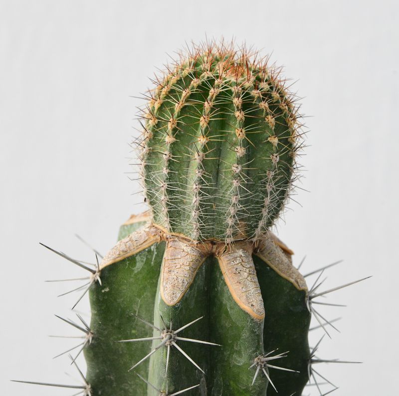 Echinopsis hybrid Sterntaler