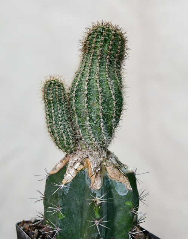 Echinopsis hybrid  Sterntaler