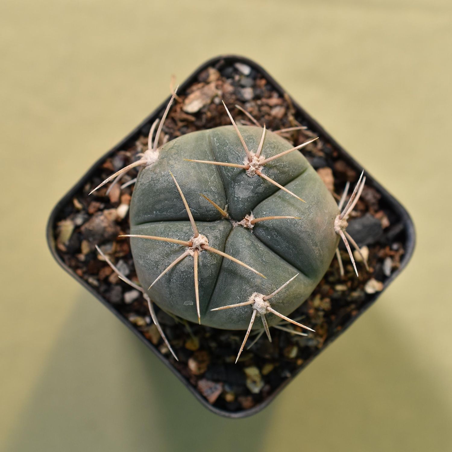 Gymnocalycium Horstii