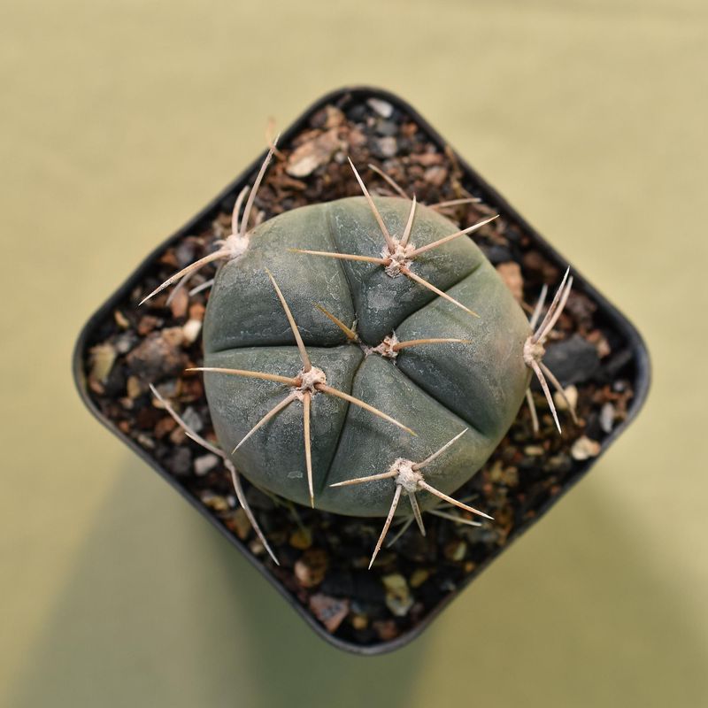 Gymnocalycium Horstii