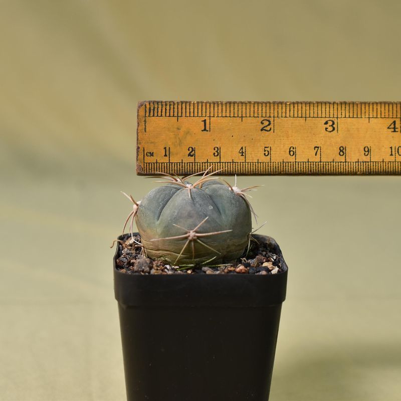 Gymnocalycium horstii