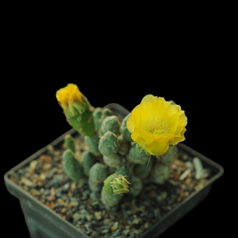 Maihueniopsis minuta in bloom with yellow flowers