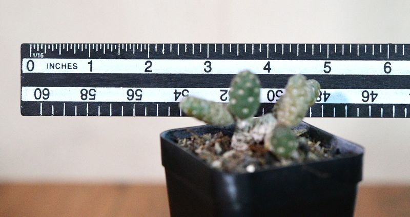 Maihueniopsis minuta top-down view in nursery pot