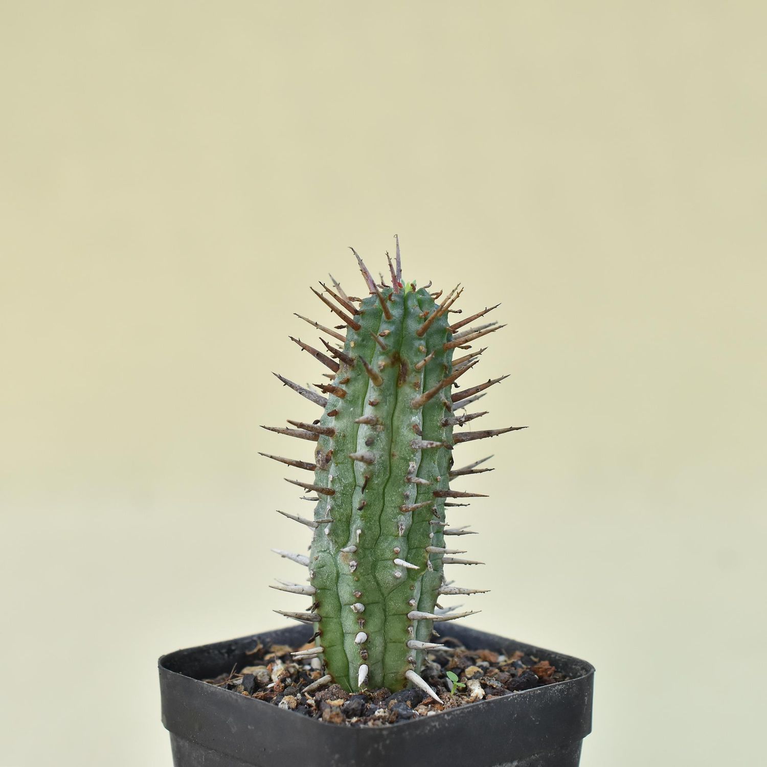 Euphorbia inconstantia