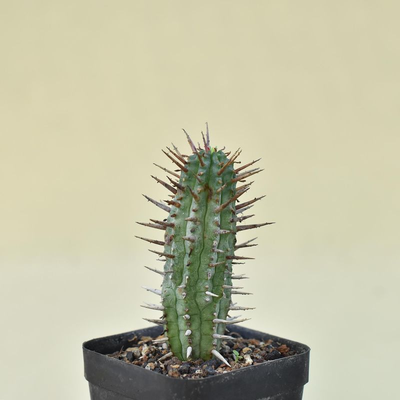 Euphorbia inconstantia