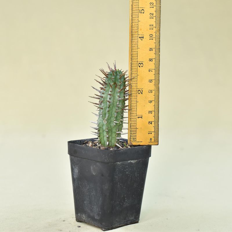 Euphorbia inconstantia