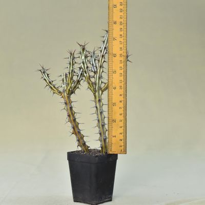 euphorbia sp.nova somalia 巨大株 5515206711.jpg