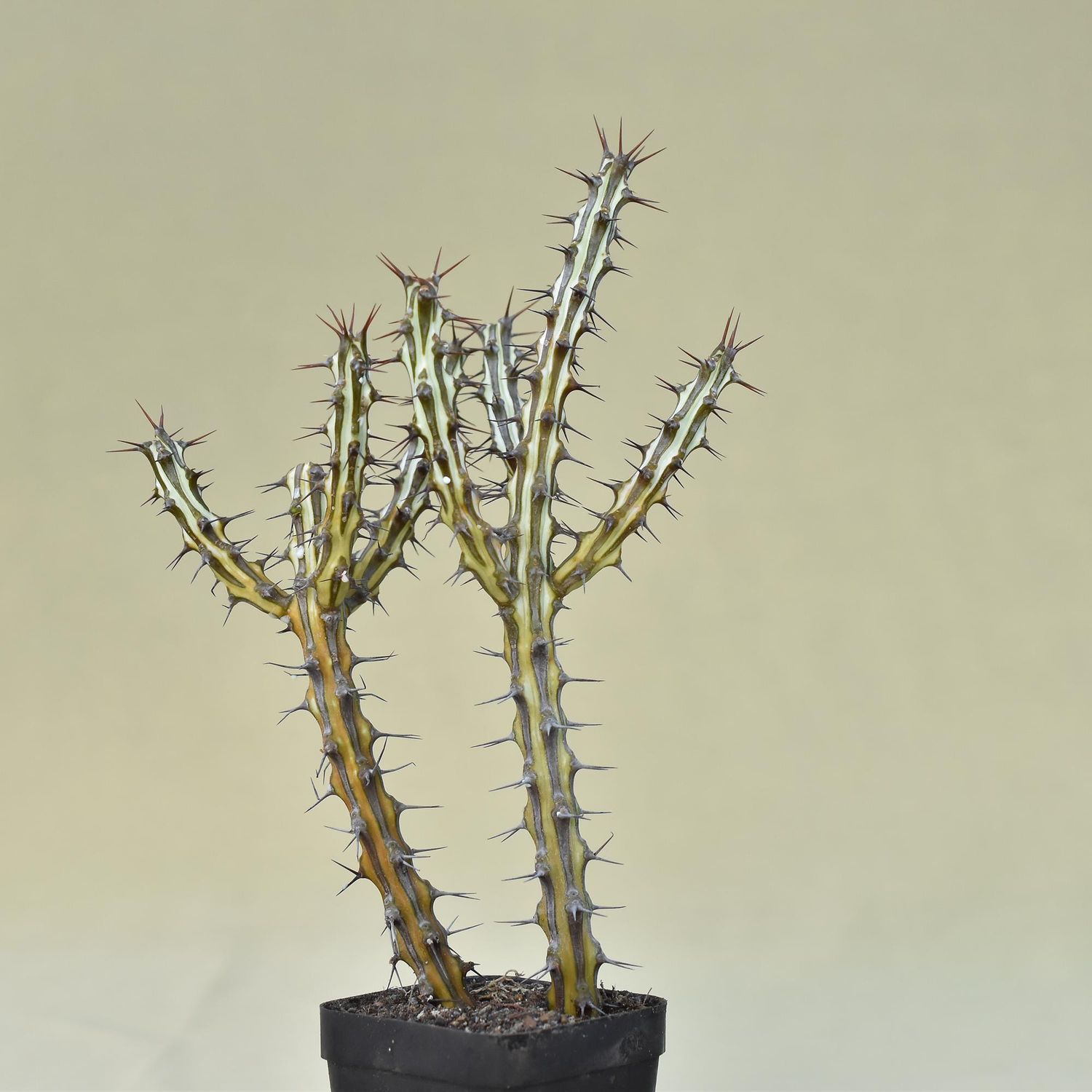 Euphorbia Sp Nova Somalia Hordio