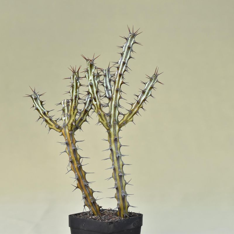 Euphorbia Sp Nova Somalia Hordio