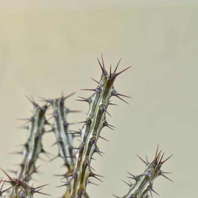 euphorbia sp.nova somalia 巨大株 5515212438.jpg