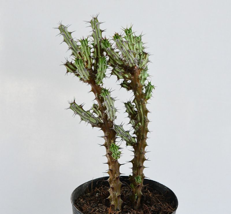 Euphorbia Sp Nova Somalia Hordio