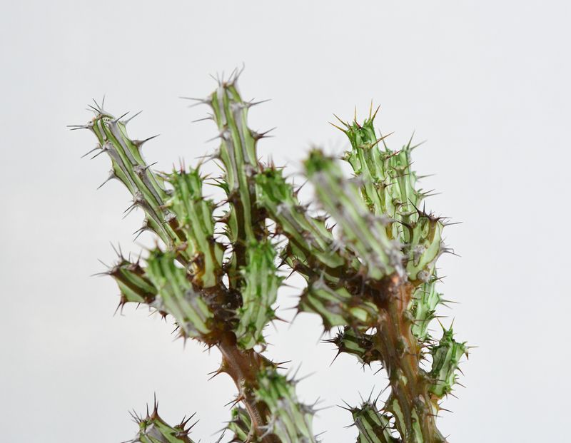 Euphorbia Sp Nova Somalia Hordio