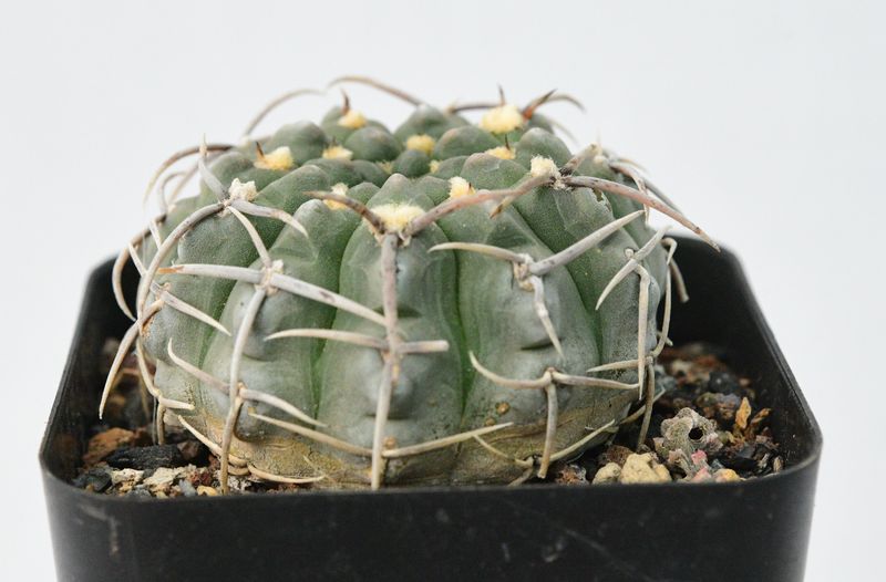 Gymnocalycium vatteri 3 spine