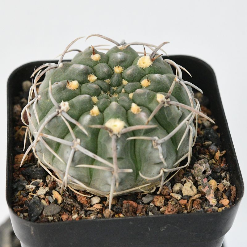 Gymnocalycium vatteri 3 spine